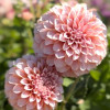 Peaches - Dahlia Thumbnail #2