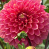 Rina Bredie - Dahlia Thumbnail #2
