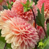 Rosario - Dahlia Thumbnail #2