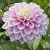Sweet Love - Dahlia Thumbnail #2