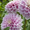 Sweet Love - Dahlia Thumbnail #1