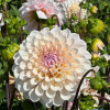 Sweet Nathalie - Dahlia Thumbnail #2