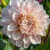 Sweet Nathalie - Dahlia Thumbnail #2