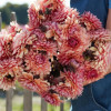 Sweet Sanne - Dahlia Thumbnail #1