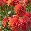 Zundert Mystery Fox - Dahlia Thumbnail #2