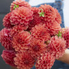 Zundert Mystery Fox - Dahlia Thumbnail #1