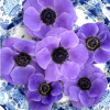 Mistral Blu - Mistral Anemone Thumbnail #2
