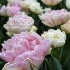 Double Shake - Tulips Thumbnail #2