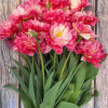Double Sugar - Tulips Thumbnail #2
