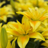 Butterfly Faya (aka Downforce) - Double / Pollen-less LxA Hybrid Lilies Thumbnail #2