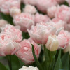Dreamer - Tulips Thumbnail #2