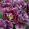 Dreamtouch - Tulips Thumbnail #2