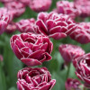 Dreamtouch - Tulips Thumbnail #2