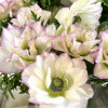 Mistral Edge Bianco - Mistral Anemone Thumbnail #2