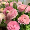 Elegance Rosa Chiaro 85p - Elegance® Ranunculus Thumbnail #2