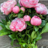 Etched Salmon - Peonies Thumbnail #2