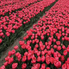 Etched Salmon - Tulips Thumbnail #2