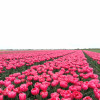 Etched Salmon - Tulips Thumbnail #2