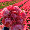 Etched Salmon - Tulips Thumbnail #1