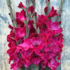 Fairytale Pink - Gladiolus Thumbnail #1