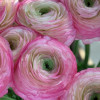 Cloni Success Felicidade - Cloni® Ranunculus Thumbnail #2