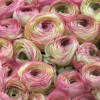 Cloni Success Felicidade - Cloni® Ranunculus Thumbnail #2