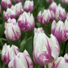 Flaming Prince - Tulips Thumbnail #2