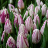 Flaming Prince - Tulips Thumbnail #1