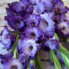 Flevo Nautica - Gladiolus Thumbnail #2