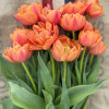 Formula One - Tulips Thumbnail #1
