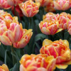 Foxy Foxtrot - Tulips Thumbnail #1