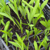 Freesia Growing Tip - Freesia Thumbnail #2