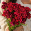 Adele - Freesia Thumbnail #1