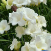 Corvette - Freesia Thumbnail #2