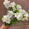 Corvette - Freesia Thumbnail #2