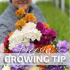 Freesia Growing Tip - Freesia Thumbnail #1