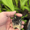 Freesia Growing Tip - Freesia Thumbnail #2