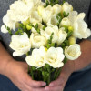 Pure Heaven - Freesia Thumbnail #2