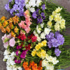 Freesia Growing Tip - Freesia Thumbnail #2