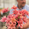 Butterfly Blossom (aka Frontline) - Double / Pollen-less LxA Hybrid Lilies Thumbnail #1