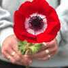 Mistral Fuego - Mistral Anemone Thumbnail #2