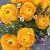 Elegance Giallo 21-10 - Elegance® Ranunculus Thumbnail #1