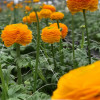 Elegance Giallo 21-10 - Elegance® Ranunculus Thumbnail #2