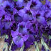 Cookie - Gladiolus Thumbnail #2