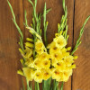 Bananarama - Gladiolus Thumbnail #2