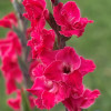 Fairytale Pink - Gladiolus Thumbnail #2