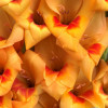 Flevo Beach - Gladiolus Thumbnail #2