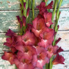 Indian Summer - Gladiolus Thumbnail #1