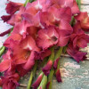 Indian Summer - Gladiolus Thumbnail #2