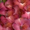 Indian Summer - Gladiolus Thumbnail #2